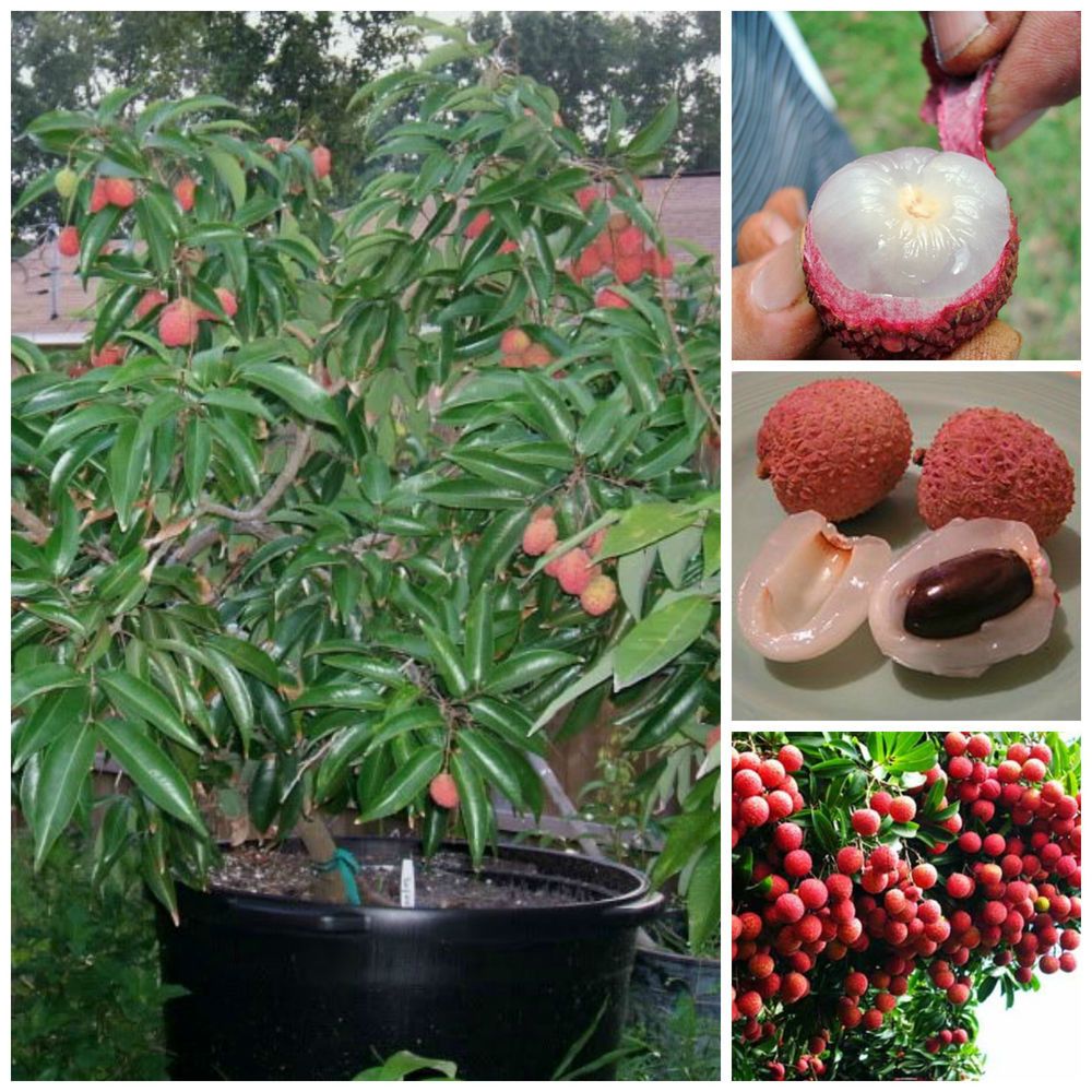 10 Nephelium litchi Fruit Plants, Lychee Fruit Plants for Terrace / Balcony