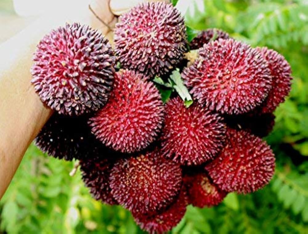 10 Nephelium ramboutan-ake Plants, Pulasan Plants, Wild Rambutan Plants,