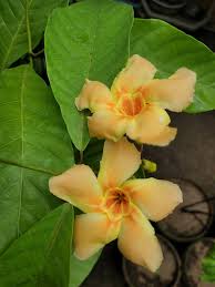 10 Odontadenia macrantha plants , Golden Trumpet Creeper Plants,