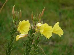 20 Oenothera odorata Seeds, Evening Primrose Seeds - Seedsforgarden (1999-2024 ) .We Ship Seeds & Live Plants Worldwide 