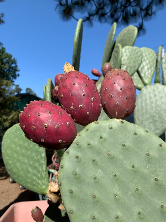 25 Opuntia ficus-indica Seeds ,Prickly Pear Cactus Seeds