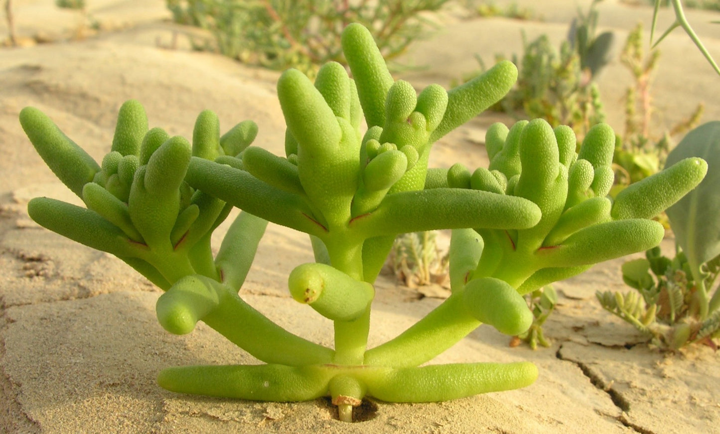 50 Orophytum forsskalii Seeds, Opophytum forsskalii , Desert Cactus Seeds