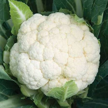 10 Grams Osaka 65 F1 Hybrid Cauliflower Seeds – Early-Maturing, High-Yield Variety