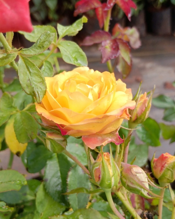 10 Yellow & Red Shade Rose Plant , Pinata Rose Plant ,  With Phytosanitary certificate
