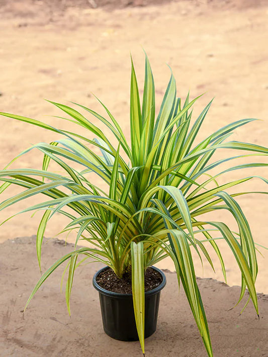 10 Pandanus Veitchii Plants, Screw pine, Dwarf  Pandanus Plants