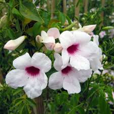 10 Pandorea Jasminoides Plants, Pink Bower Vine  Plants, Bower Plants