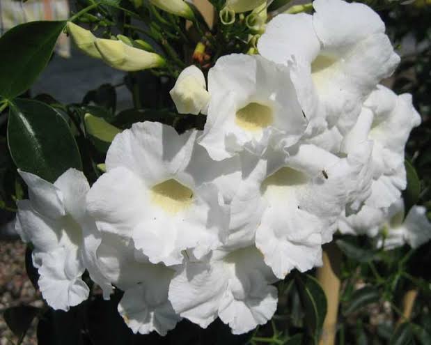 10 Pandorea jasminoides Alba , White Bower Vine Plants, With Phytosanitary certificate
