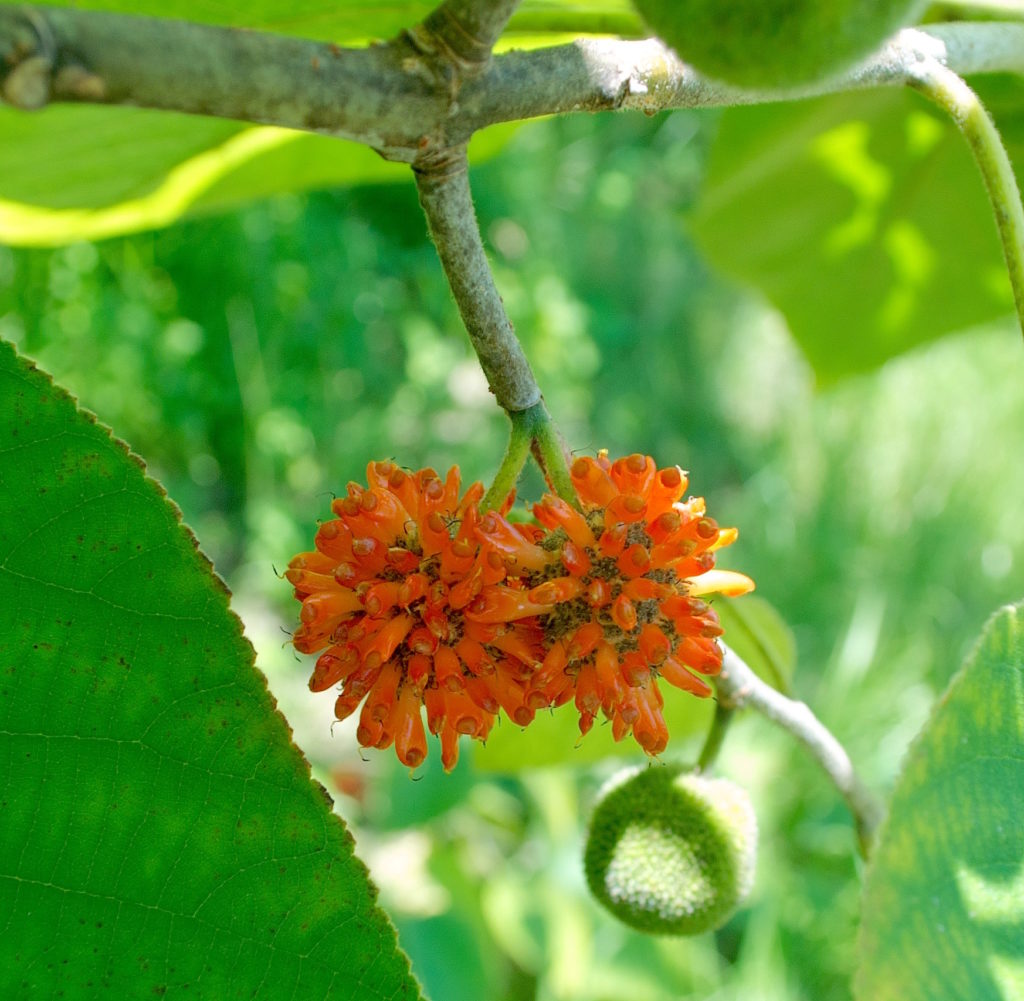 Paper Mulberry Plants – Broussonetia papyrifera, High-Protein Fodder Tree | Phytosanitary Certificate Included