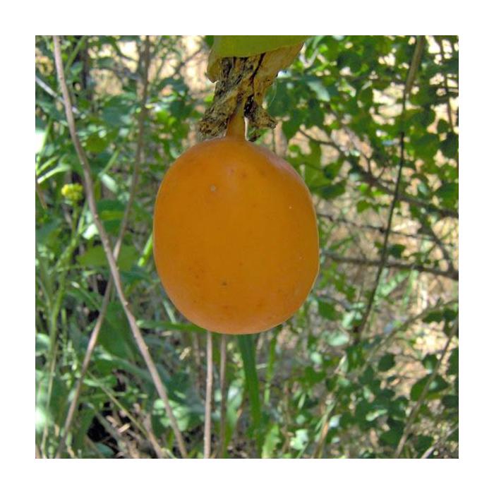 10 Live Passiflora Golden Giants Plants, Phytosanitary certificates - Botanika