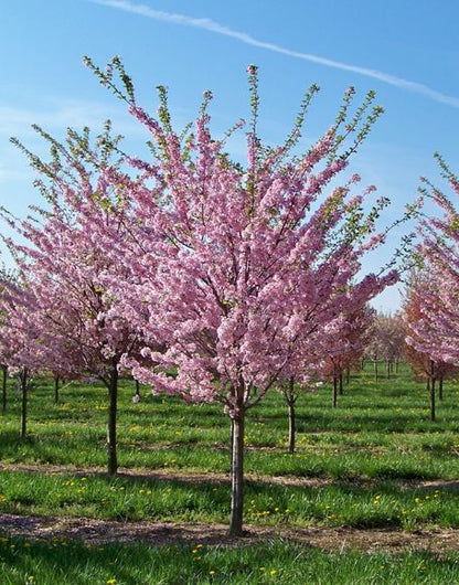 10 Peach Fruit Plants, Prunus Persica Plants
