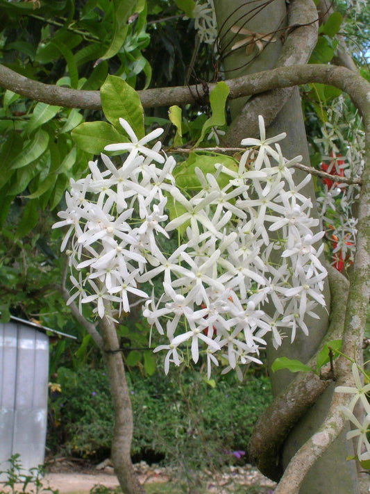 5 Petrea volubilis albiflora Plants ,White Wreath,White Sandpaper Vine, Phytosanitary certificate - Seedsforgarden (Since 1999).We Ship Seeds & Live Plants Worldwide 