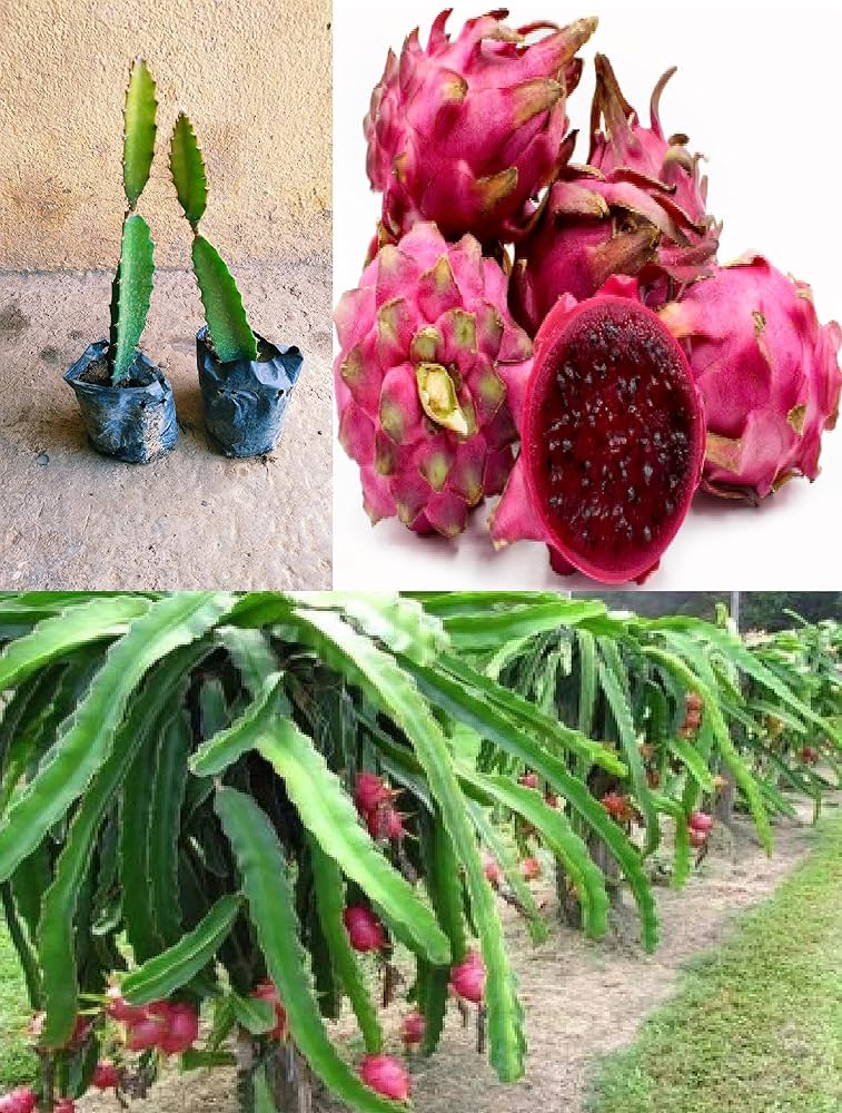 10 Pink Dragon Fruit Plant ,Hylocereus undatus , Hylocereus costaricensis Plants