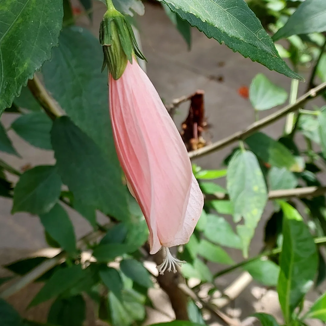 10 Sleeping Hibiscus Pink Flower Plants, Malvaviscus arboreus Pink With Phytosanitary certificate