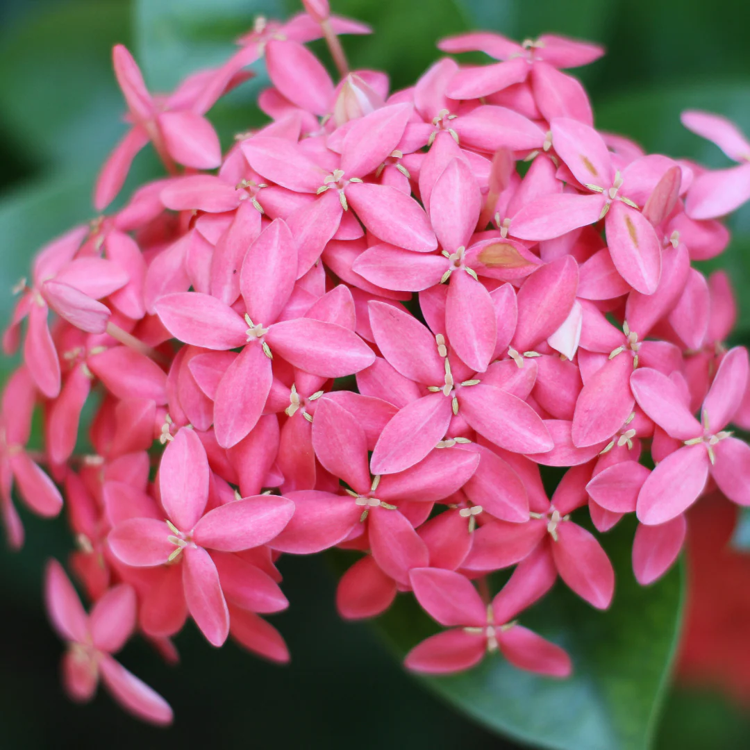 10 Ixora Pink Plant,  Pink West Indian Jasmine, Pink Rukmani Rangan With Phytosanitary certificate