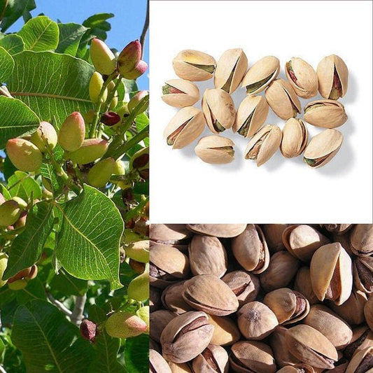 10 Pistacia vera Plants, Pista Pistachio Plant, Pista Plants, With Phytosanitary certificate