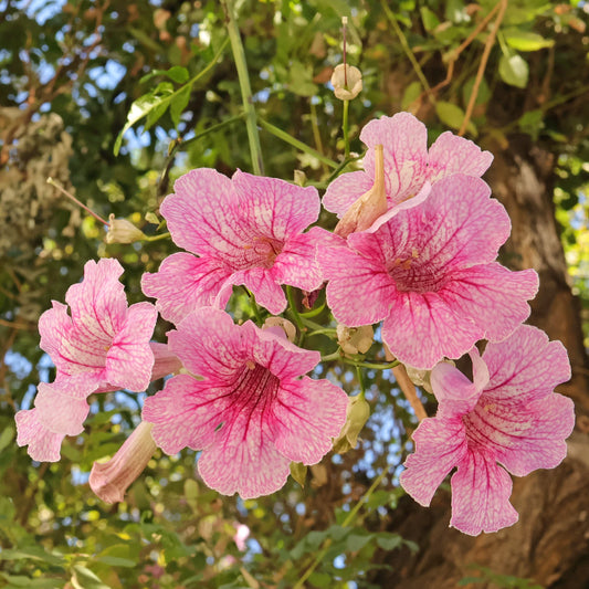 10 Podranea ricasoliana Plants, Pink trumpet vine Plants