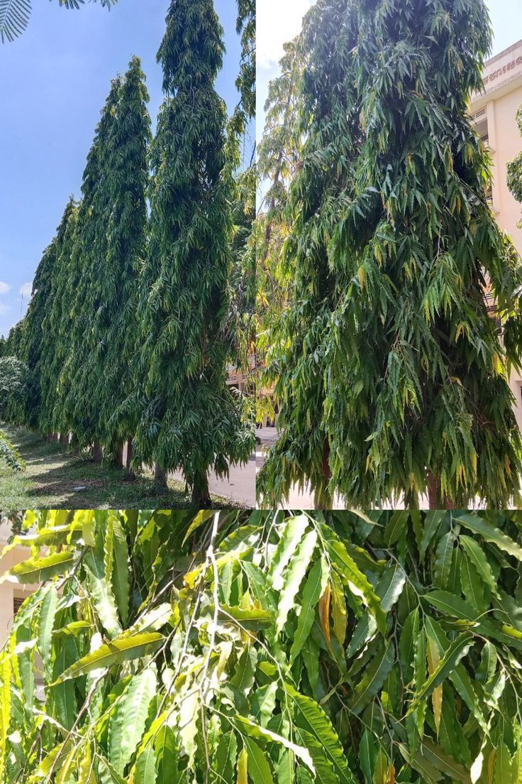 50 Ashoka Tree Seeds ,Monoon longifolium Seeds ,