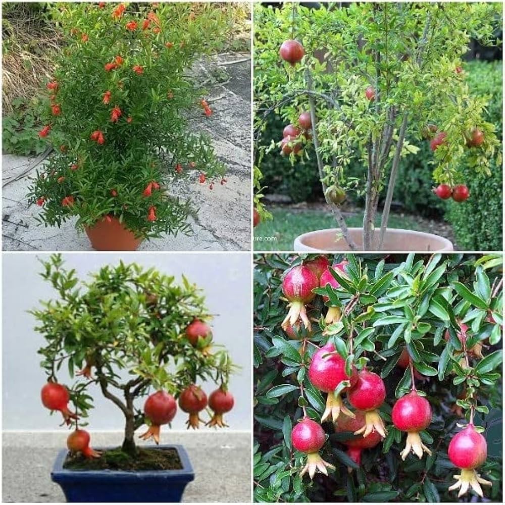 10 Pomegranate Plants , Punica granatum Plants,  With Phytosanitary certificate