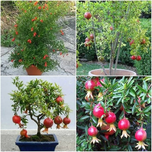 10 Pomegranate Plants , Punica granatum Plants,  With Phytosanitary certificate