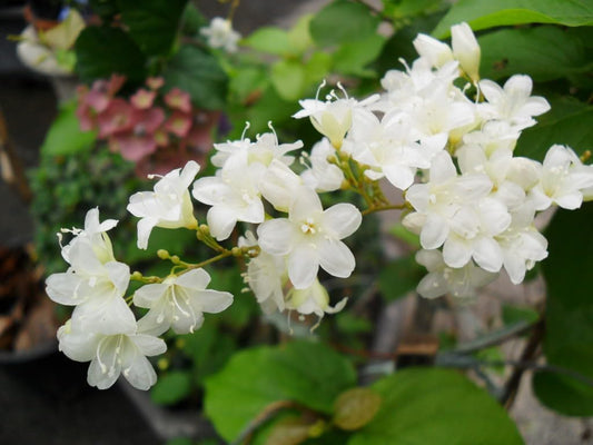10 Porana paniculata, Morning Glory Tree, White Shower Vine,  Bridal Creeper