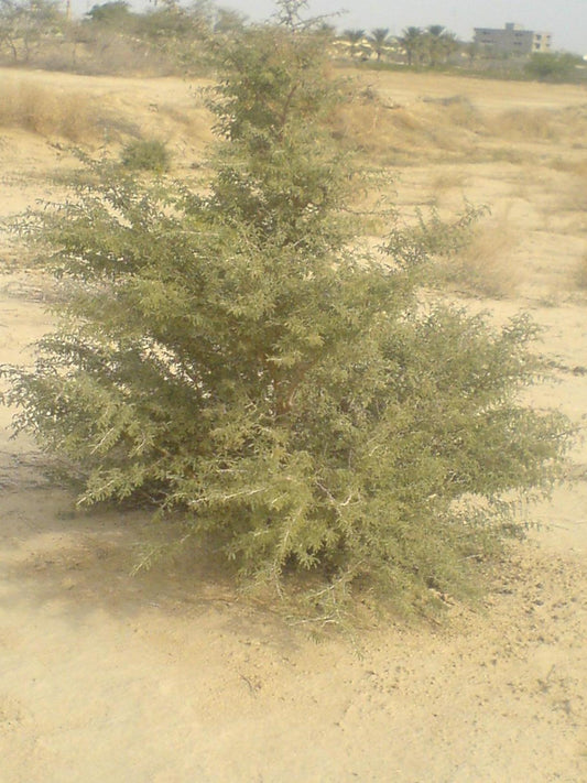 10 Prosopis koelziana Seeds, Koelz Mesquite Desert Mesquite Seeds Wild Mesquite