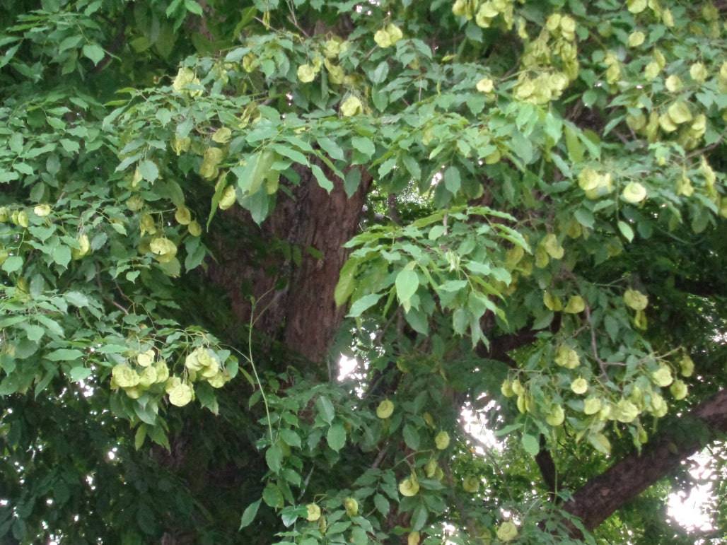 5 Pterocarpus dalbergioides Seeds , Andaman padauk, Andaman redwood Seeds - Seedsforgarden (1999-2024 ) .We Ship Seeds & Live Plants Worldwide 