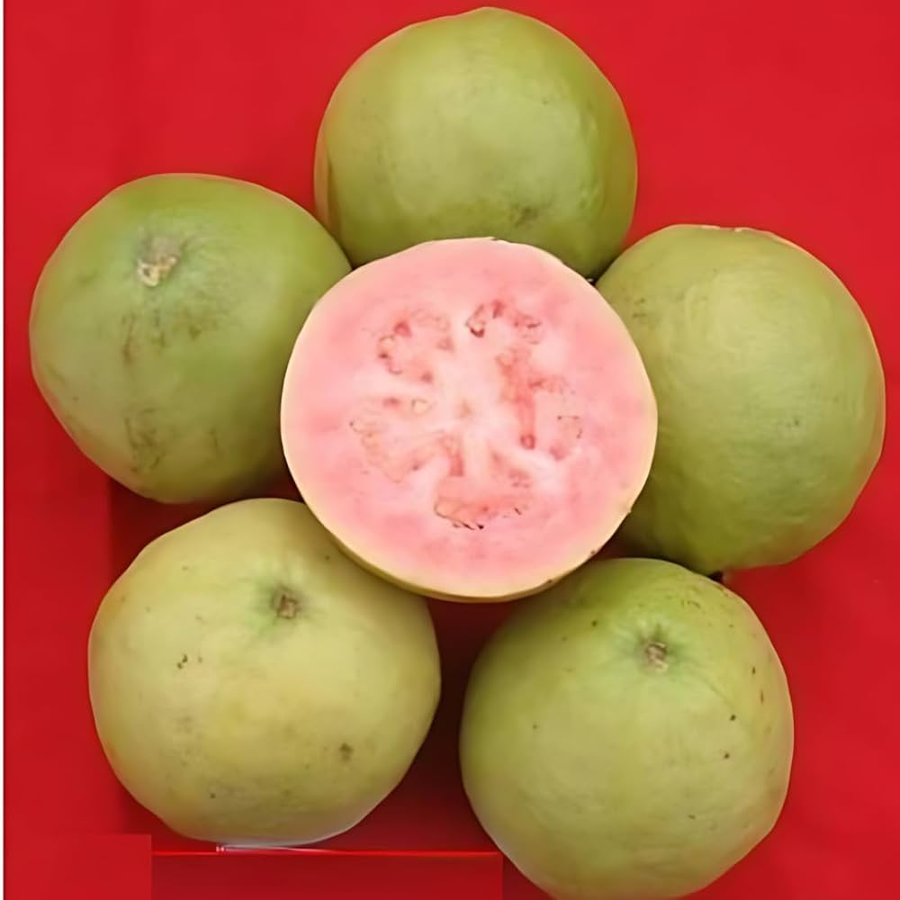 10 Punjab Kiran Hybrid Guava Fruit Plants,  With Phytosanitary certificate