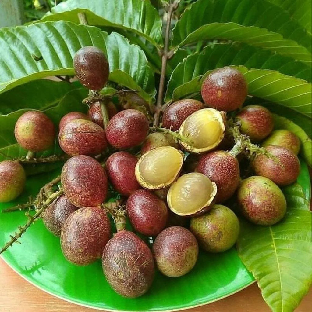 10 Pometia pinnata Plants , Island Lychee, Purple Matoa Plants