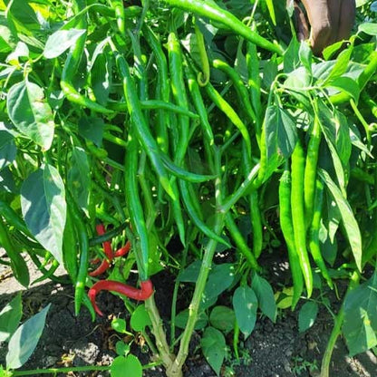 10 Grams Pusa Jwala Chilli Seeds  – Indian Green Chilli Variety