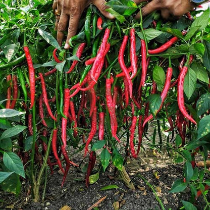 10 Grams Pusa Jwala Chilli Seeds  – Indian Green Chilli Variety