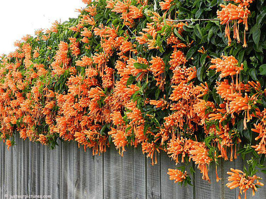 5 Pyrostegia venusta Plants ,Flamingo trumpet,Orange trumpet vine, Golden shower, With Phytosanitary Certificate - Seedsforgarden (Since 1999).We Ship Seeds & Live Plants Worldwide 