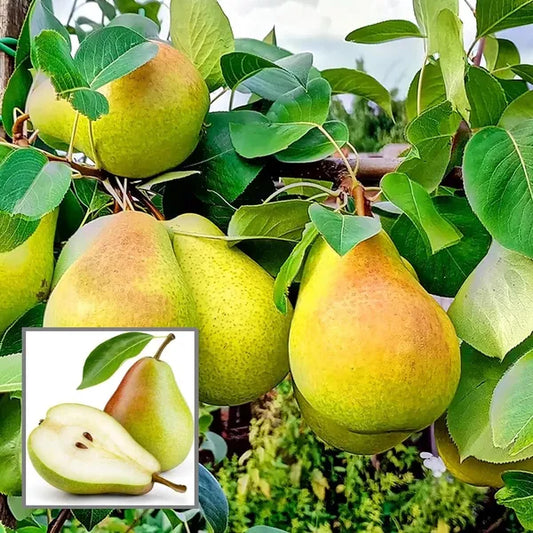 10 Pyrus communis Plants,  European Pear Plants , Common Pear Plants