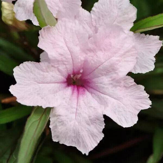 10 Ruellia tweediana Pink Seeds, Mexican petunia Seeds, - Seedsforgarden (1999-2024 ) .We Ship Seeds & Live Plants Worldwide 