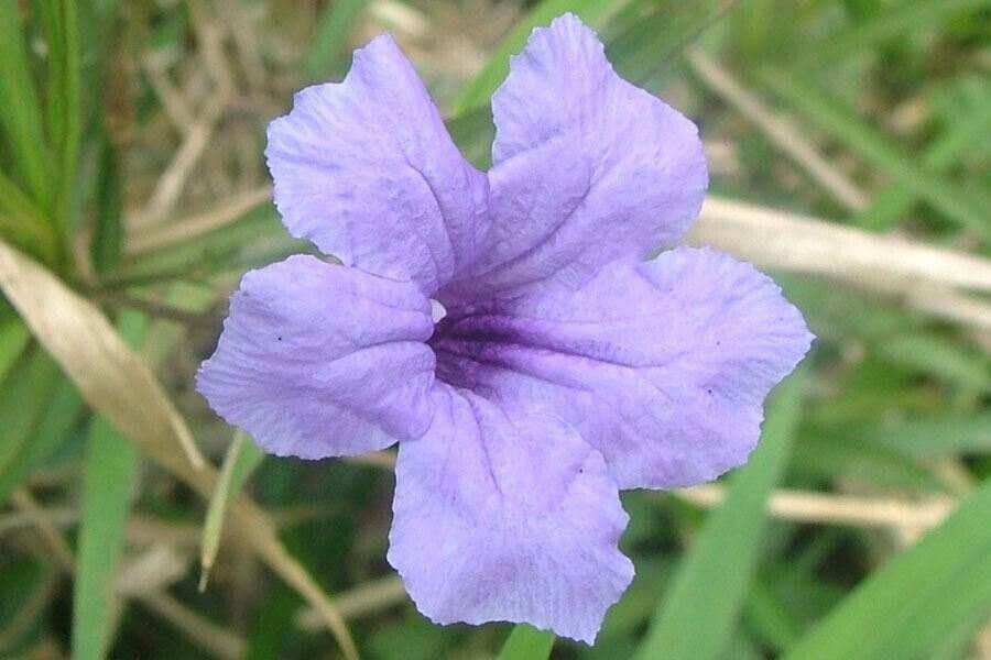 10 Ruellia malacosperma Seeds, Soft seed Wild Petunia Seeds. - Seedsforgarden (1999-2024 ) .We Ship Seeds & Live Plants Worldwide 