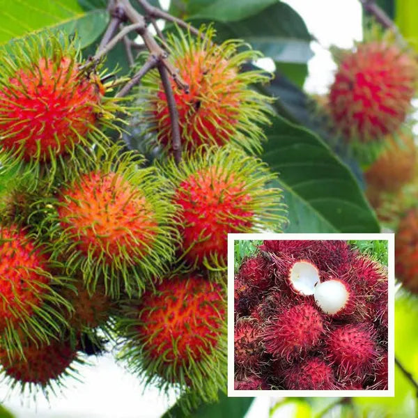 10 Rambutan N18  Plants, Nephelium lappaceum fruit, With Phytosanitary certificate