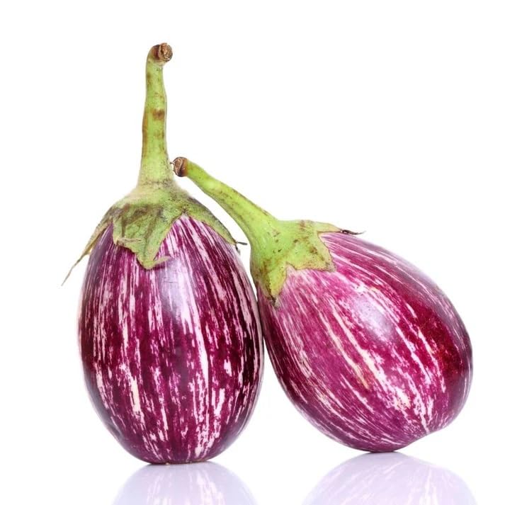 10 Grams Rangeela F1 Hybrid Eggplant Seeds | High-Yield Purple & White Striped Brinjal