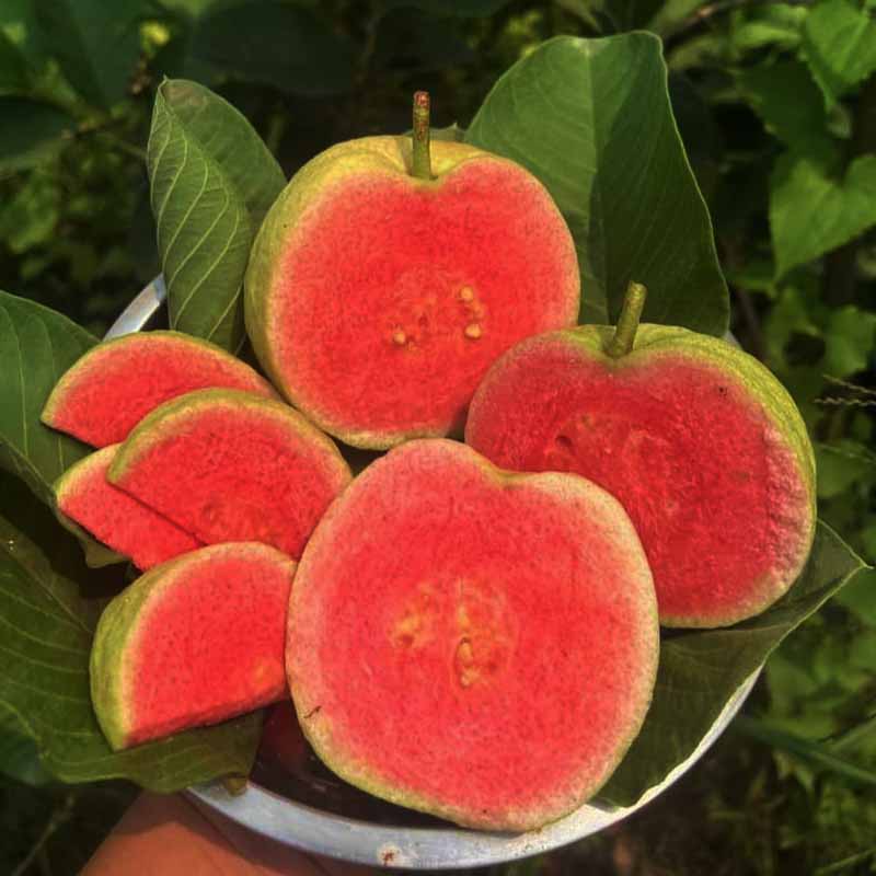 5 Red Diamond Guava Fruit  Plants, With Phytosanitary certificate - Botanika