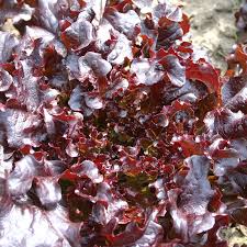 100 Red Salad Bowl Leaf Lettuce Seeds,  Loose-Leaf Lettuce