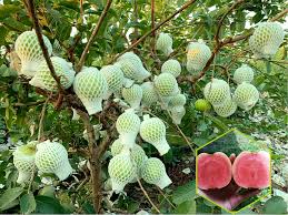 5 Red Diamond Guava Fruit  Plants, With Phytosanitary certificate - Botanika