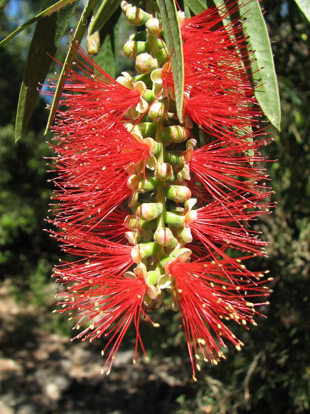 1000 Callistemon viminalis Seeds, Weeping Bottle Brush Seeds - Seedsforgarden (1999-2024 ) .We Ship Seeds & Live Plants Worldwide 