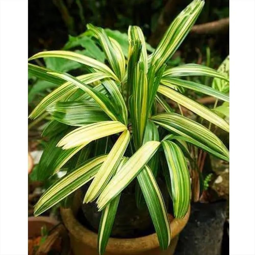 10 Rhapis excelsa Variegated Plants , Variegated Lady Palm , Striped Broadleaf Lady Palm