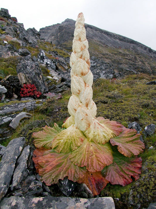 5 Rheum nobile Seeds , Sikkim rhubarb, Noble rhubarb Seeds, - Botanika
