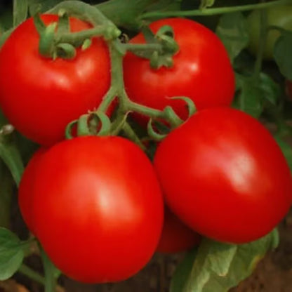 10 Grams Rhino F1 Hybrid Tomato Seeds