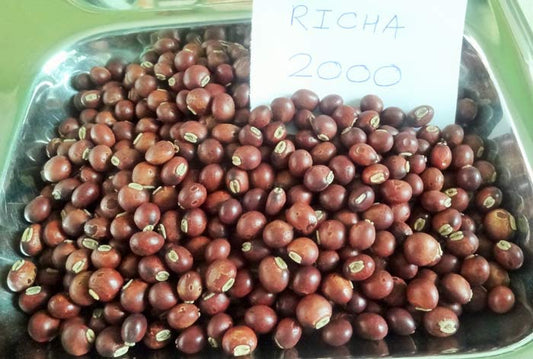 1 Kg Richa 2000 Pigeon Pea Seeds, Cajanus cajan, Dual-Purpose Grain & Supplementary Fodder