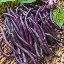 15 Royal Burgundy Bush Beans (Purple Pod Beans)