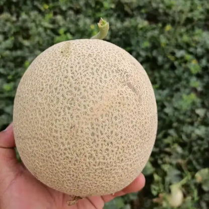 25 Grams Sagar Dhruvi F1 Hybrid Muskmelon Seeds – Sweet Orange Flesh