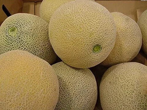 10 Grams Saguaro F1 Hybrid Muskmelon Seeds – High-Yield Variety