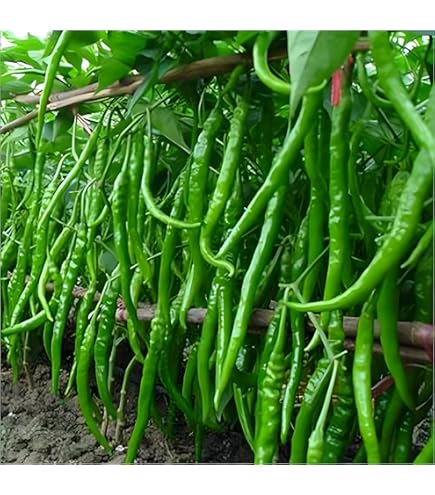 Saniya F1 Hybrid Chilli Seeds – 10 Grams | Green & Red Dual-Purpose Chillie Seeds