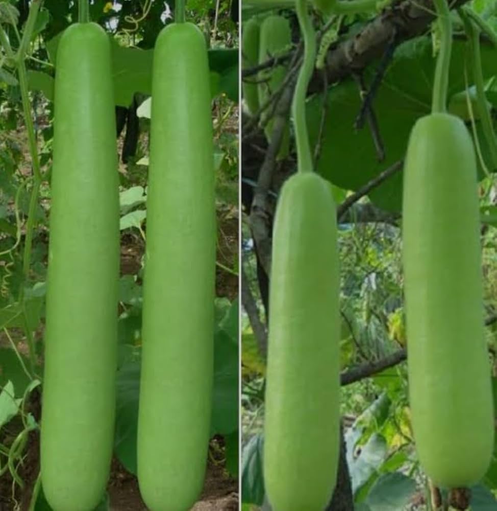 10 Grams  Sarita F1 Hybrid Bottle Gourd Seeds –