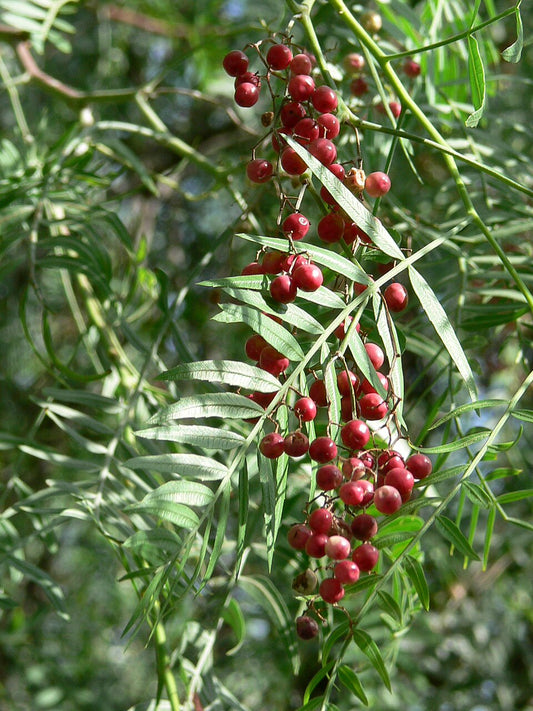20 Schinus molle Seeds , Peruvian Pepper Tree Seeds